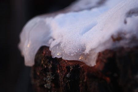 Melting ice surface on tree stump in forest close upの写真素材