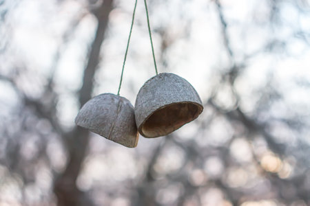 Authentic decor of shell of the coconuts hanging on the tree branch in autumn garden.の写真素材
