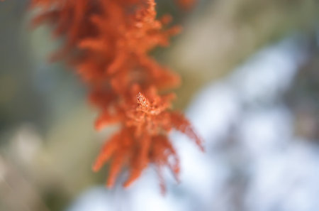 Astilbe dry plant close up in autumn park