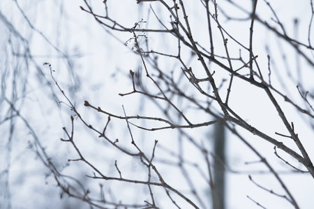 Bare tree branches outdoors in wintertime close up