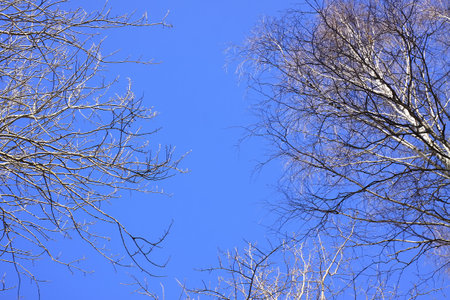 The tree tops in forest on blue sky background in spring day