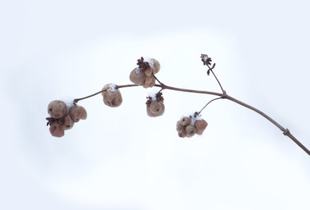 Snowberry or Symphoricarpos plant in snow outdoors. Meadow in wintertime.