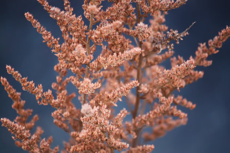 Goldenrod dry plant close up in autumn parkの写真素材