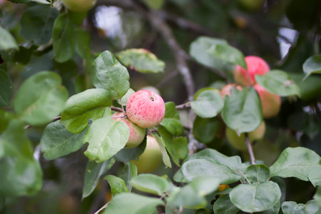 Red apples on tree branch in summer garden.の写真素材