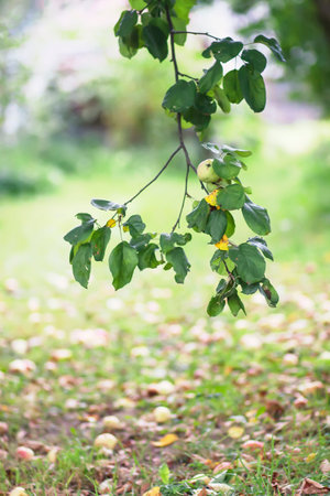 Red apples on tree branch in summer garden.の写真素材