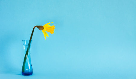 Yellow narcisus flower or daffodil plant in the blue glass vase on blue backgroundの写真素材