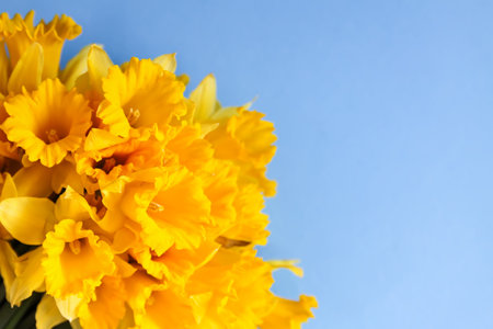Beautiful bouquet of spring yellow narcisus flowers or daffodil plants on blue background close up.の写真素材