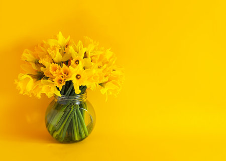 Nouquet of spring yellow narcisus flowers in glass transparent vase. Floral composition or daffodils on bright yellow background.の写真素材