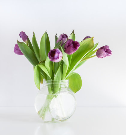Purple tulips in glass transparent vase on white background. Spring bouquetの写真素材