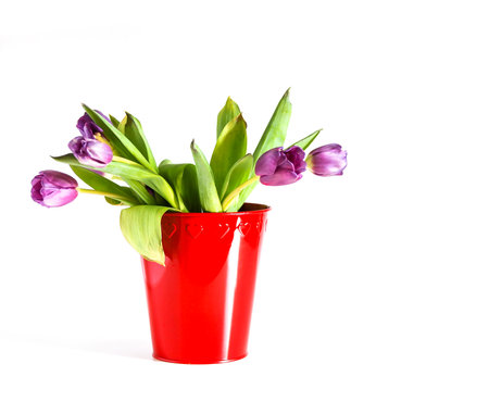 Purple tulips in red bucket on white background. Spring bouquet.の写真素材