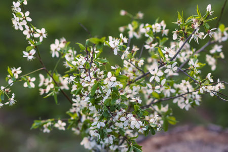 Spring cherry tree branches in bloom close up outdoorsの写真素材