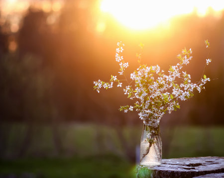 Spring cherry bouquet in a glass vase outdoorsの写真素材