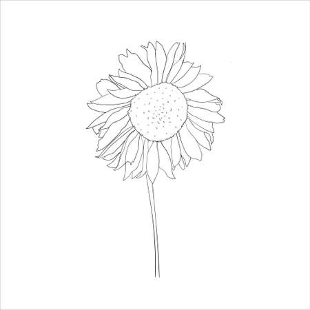 Sunflower. Sketched vector illustration.のイラスト素材