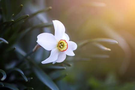 White Narcissus flower in spring garden. Daffodil plant in sunlight.