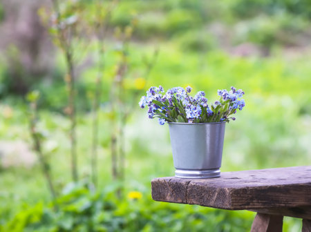 Forget-me-not blue spring garden flowers bouquet outdoors on the wooden benchの写真素材