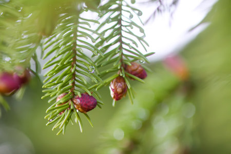 Fir tree in spring forest with the young soft cones in April. Seasonal nature details.