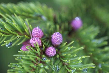 Fir tree in spring forest with the young soft cones in April. Seasonal nature details.