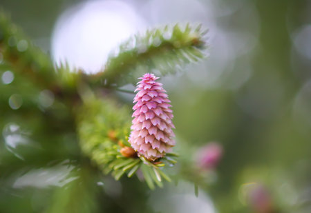 Fir tree in spring forest with the young soft cones in April. Seasonal nature details.の写真素材