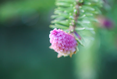 Fir tree in spring forest with the young soft cones in April. Seasonal nature details.