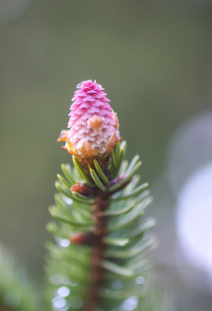 Fir tree in spring forest with the young soft cones in April. Seasonal nature details.の写真素材