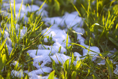 Green grass under the snow in sunlightの写真素材
