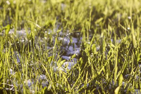 Green grass under the snow in sunlight