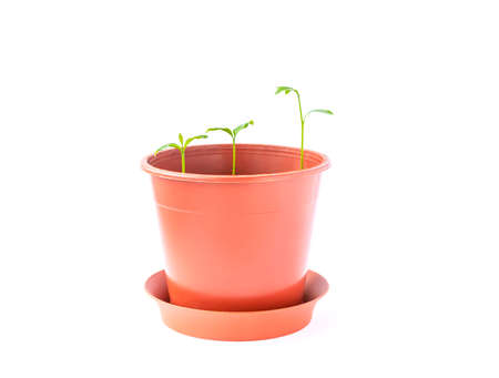 Sprouted tangerines in a floral pot close up on a white background. Green mandarin plants.の写真素材