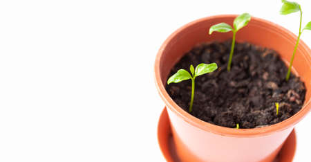 Sprouted tangerines in a floral pot close up on a white background. Green mandarin plants.の写真素材