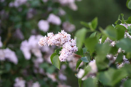 Syringa vulgaris blooming plant in soft sunset light. Fragrant purple lilac bush in soft sunset...