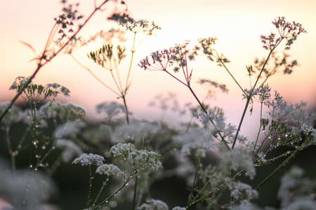 Aegopodium podagraria, bishop's weed plant in bloom. Medical herb.の写真素材