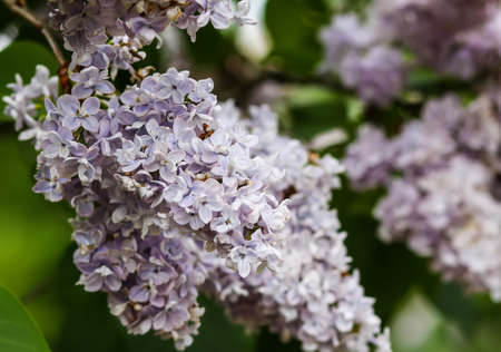 Syringa vulgaris blooming plant. Fragrant purple lilac bush in the spring garden in countrysideの写真素材