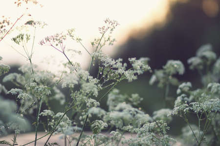 Aegopodium podagraria, bishop's weed plant in bloom. Medical herb.の写真素材