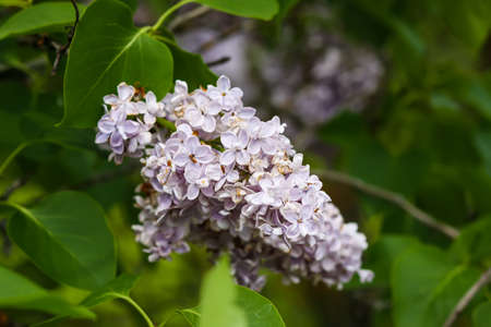 Syringa vulgaris blooming plant. Fragrant purple lilac bush in the spring garden in countrysideの写真素材