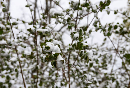 Weather anomaly. Snowfall in May. Fresh snow on blooming chery tree branches