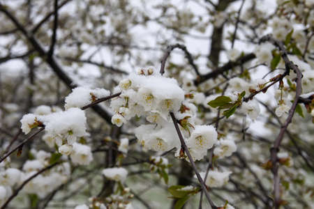 Weather anomaly. Snowfall in May. Fresh snow on blooming chery tree branches