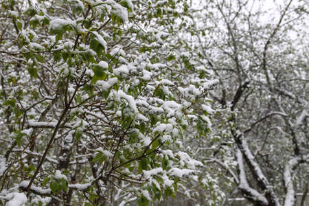 Weather anomaly. Snowfall in May. Fresh snow on blooming chery tree branches