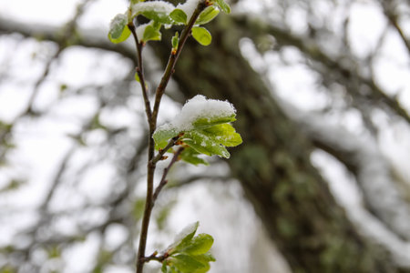 Weather anomaly. Snowfall in May. Fresh snow on blooming chery tree branchesの写真素材