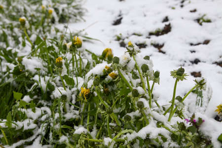 Weather anomaly. Snowfall in May. Fresh snow on green grass.の写真素材