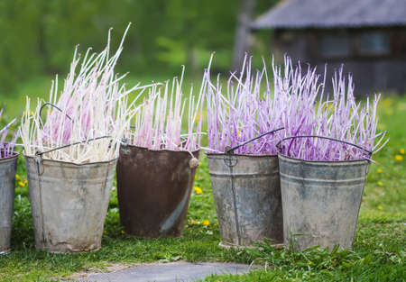 Potatoes before planting. Potato seedlings in metal buckets on farm yard prepared for planting in kitchen-gardenの写真素材