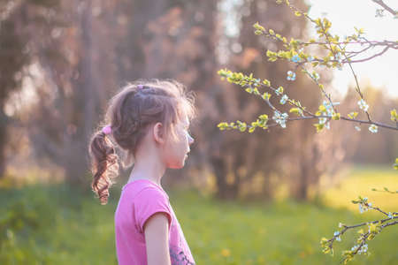 A girl walks in spring garden with blooming cherry trees in warm golden sunset lightの写真素材