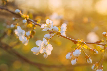 Cherry tree banches with white flowers in warm golden sunset light in spring gardenの写真素材