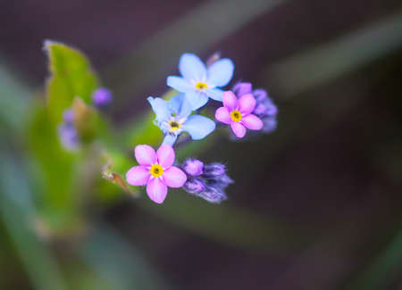 Forget me not plants. Small flowers blooming in spring gardenの写真素材