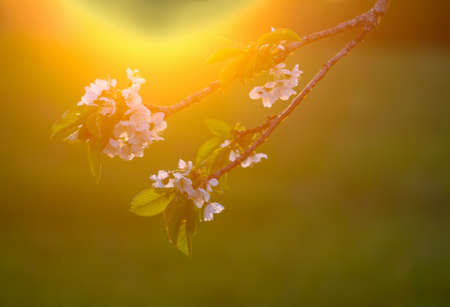 Cherry tree banches with white flowers in warm golden sunset light in spring gardenの写真素材