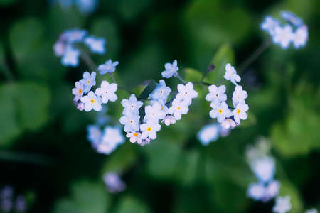 Forget me not plants. Small flowers blooming in spring garden