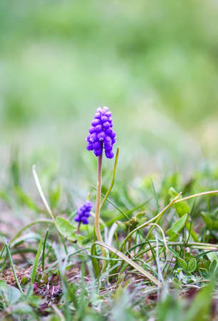 Blue muscari flowers. Mouse hyacinth plants blooming in spring garden.の写真素材
