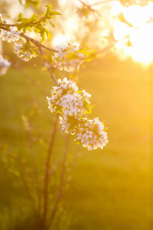 Cherry tree banches with white flowers in warm golden sunset light in spring gardenの写真素材