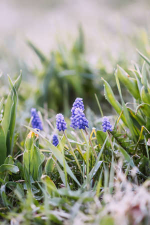 Blue muscari flowers. Mouse hyacinth plants blooming in spring garden.の写真素材