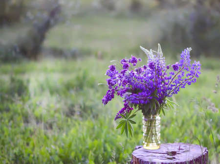 Bouquet of summer flowers on tree stump. Large-leaved or Bigleaf Lupine purple flowers. Lupinus polyphyllus plants.の写真素材