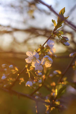 Cherry tree banches with white flowers in warm golden sunset light in spring gardenの写真素材