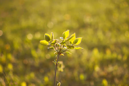 Syringa plant banches with young green leaves in warm golden sunset light in spring garden